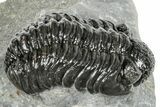 Phacopid (Adrisiops) Trilobite - Jbel Oudriss, Morocco #251627-1